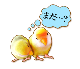 Real bird sticker2 sticker #7381234