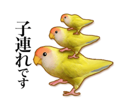 Real bird sticker2 sticker #7381239