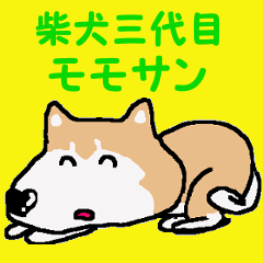 Shiba inu MOMO chan the third as well! 3