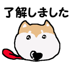 Shiba inu MOMO chan the third as well! 3 sticker #7383056