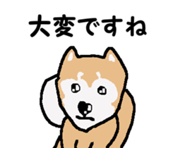 Shiba inu MOMO chan the third as well! 3 sticker #7383059