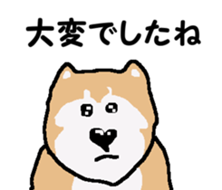 Shiba inu MOMO chan the third as well! 3 sticker #7383060