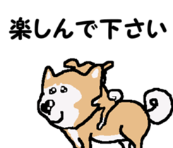 Shiba inu MOMO chan the third as well! 3 sticker #7383062