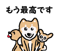 Shiba inu MOMO chan the third as well! 3 sticker #7383064