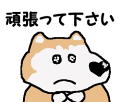 Shiba inu MOMO chan the third as well! 3 sticker #7383077