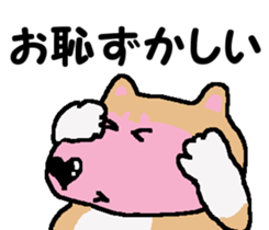 Shiba inu MOMO chan the third as well! 3 sticker #7383079