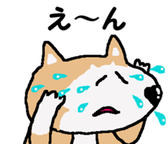 Shiba inu MOMO chan the third as well! 3 sticker #7383081