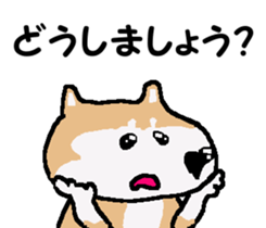 Shiba inu MOMO chan the third as well! 3 sticker #7383084