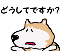 Shiba inu MOMO chan the third as well! 3 sticker #7383085