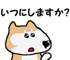 Shiba inu MOMO chan the third as well! 3 sticker #7383086