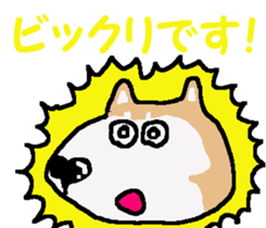 Shiba inu MOMO chan the third as well! 3 sticker #7383089