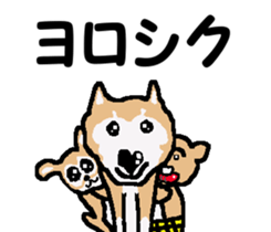 Shiba inu MOMO chan the third as well! 3 sticker #7383091