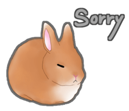 Real Rabbit [English] sticker #7388708