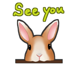 Real Rabbit [English] sticker #7388710