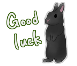 Real Rabbit [English] sticker #7388711