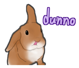 Real Rabbit [English] sticker #7388721
