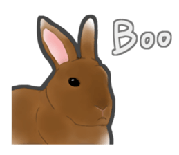 Real Rabbit [English] sticker #7388724