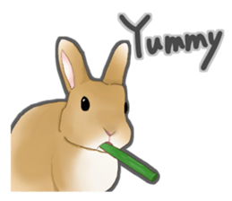 Real Rabbit [English] sticker #7388725