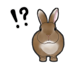 Real Rabbit [English] sticker #7388730