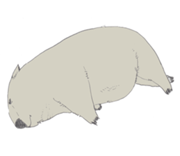 wooooooooombat sticker #7415372