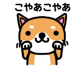 The dog born in Gifu. sticker #7429802