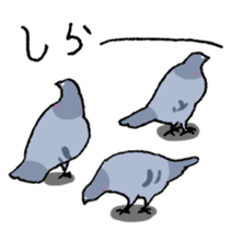 powerful Pigeon sticker #7434364