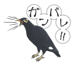 bird kanchan sticker #7441369