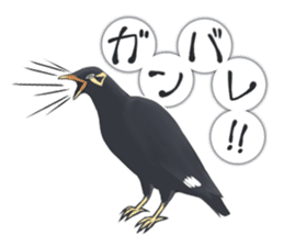 bird kanchan sticker #7441369