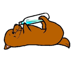 Daily life of POMERANIAN "BEAR". sticker #7462136