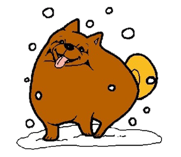 Daily life of POMERANIAN "BEAR". sticker #7462170