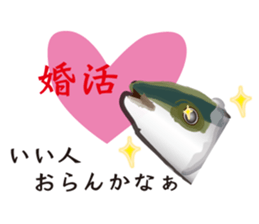 Event of the Sanuki dialect yellowtail sticker #7479556