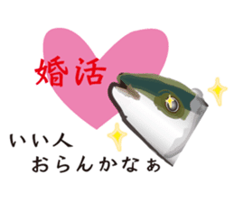 Event of the Sanuki dialect yellowtail sticker #7479556