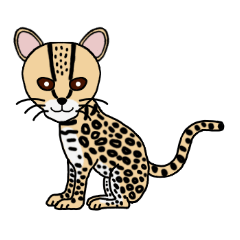 Margay kun