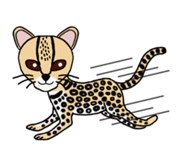 Margay kun sticker #7495006