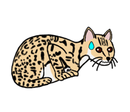 Margay kun sticker #7495033