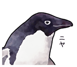 Watercolor penguin sticker sticker #7504837