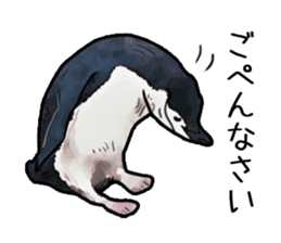 Watercolor penguin sticker sticker #7504859
