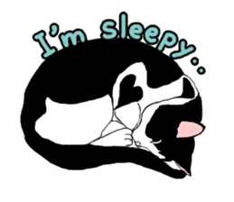 Cute Cat (English ver.) sticker #7526055