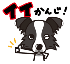 iinu - Border Collie sticker #7527870