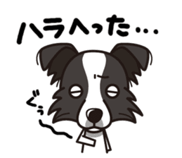 iinu - Border Collie sticker #7527892