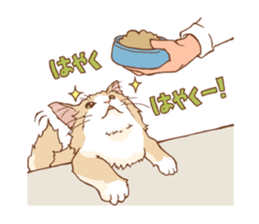 norwegian forest cat sticker #7533263