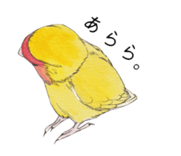 Pico of the lovebird sticker #7535588