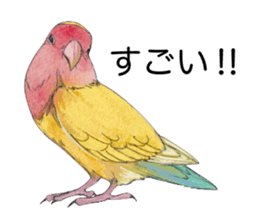 Pico of the lovebird sticker #7535607