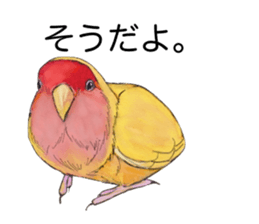 Pico of the lovebird sticker #7535608