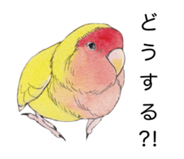 Pico of the lovebird sticker #7535613