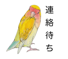 Pico of the lovebird sticker #7535621