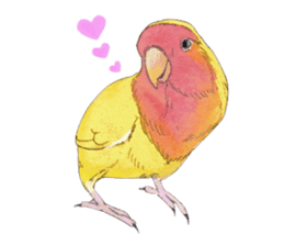 Pico of the lovebird sticker #7535626