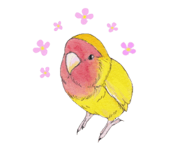 Pico of the lovebird sticker #7535627