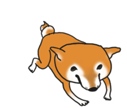 Shiba dog PanPan's normal life 2 sticker #7539033