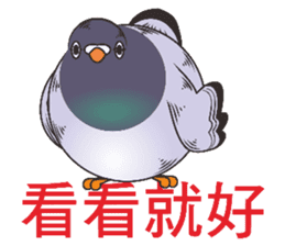 Messenger pigeon manure sticker #7548053